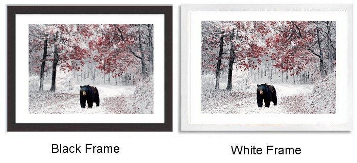 Predator Bear Framed Print